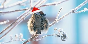 legrační nadýchané Vrabec v slavnostní červený klobouk sedí na větvích pokrytých bílým načechraný mráz v vánočním parku