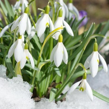 Galanthus woronowii sněženka