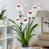 Prodej orchidejí roste u Waitrose & Partners