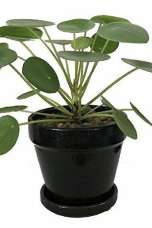 Pilea peperomioides, 4palcový hrnec