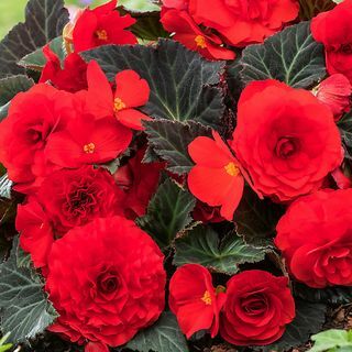 Begonia Mocca Red Summer Bedding rostlina 17cm, Balení 2 ks