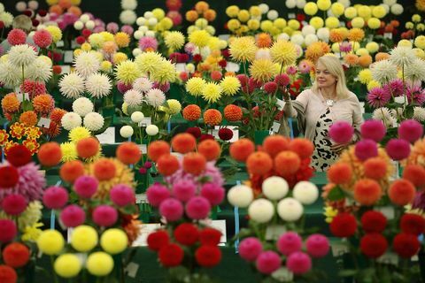 Národní výstava společnosti Dahlia na RHS Wisley Flower Show 2016