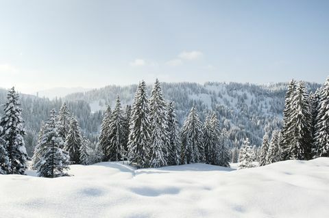 Zasněžená krajina a evergreeny v Německu