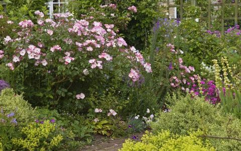 how-to-remove-slugs-flower-border