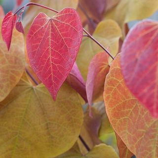 Cercis Canadensis ‚Věčný plamen‘®