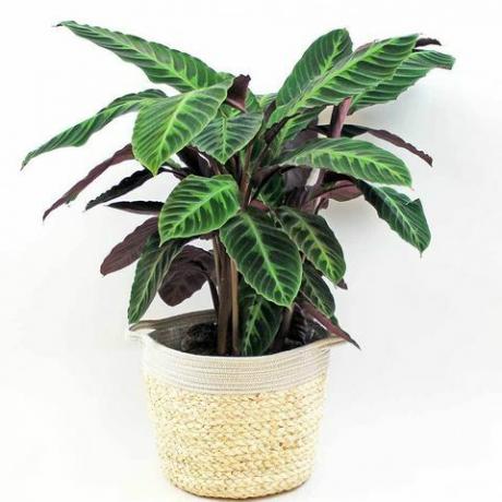 samet calathea