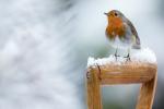 Perfektní dárek pro Robina, oblíbeného vánočního ptáka každého