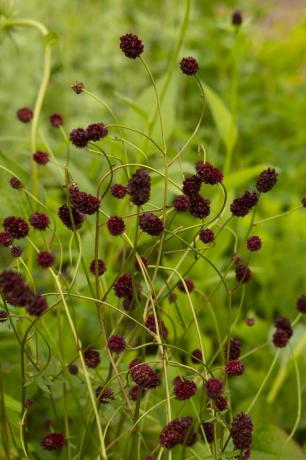 Zahrada rhs pro zelenou budoucnost navržená jamie Butterworth Hampton Court Palace Garden Festival 2021