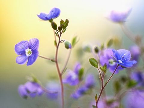 Fotografická soutěž RHS 2017 Vítězové kategorií: Vítěz, Čisté rostliny, Jaro, Dianne Angličtina