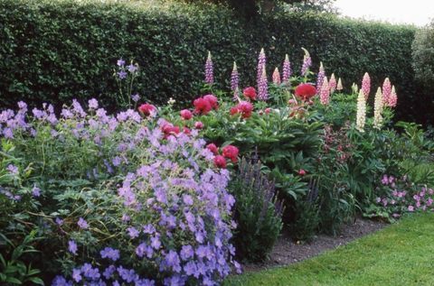anglicko-venkovská zahrada-živý plot