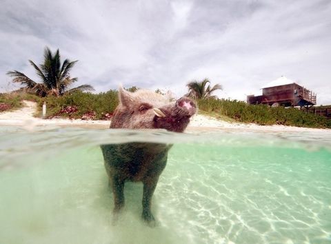 Plavání prasat Bahama
