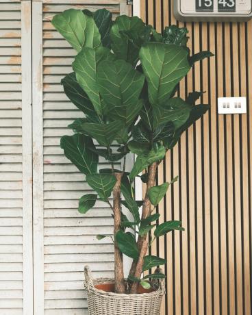 kew gardens x sproutl „sbírka palmových domů“ tropických pokojových rostlin