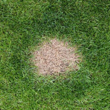 pohled shora na hnědou a mrtvou trávu způsobenou nadměrným množstvím dusíku v psí moči s prostorem pro kopírování