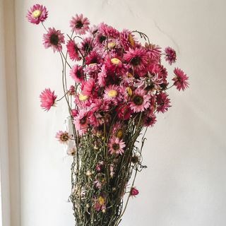 Růžová sušená banda květu Acroclinium