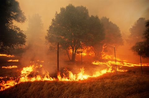 nedostatek dřeva, lesní požáry v okrese Sonoma, Kalifornie, USA