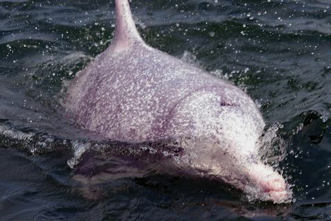 hongkong ochrana životního prostředí zvíře delfín