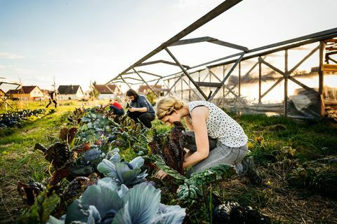 Urban Farmers Sklízí Rebarbora z malých organických plodin