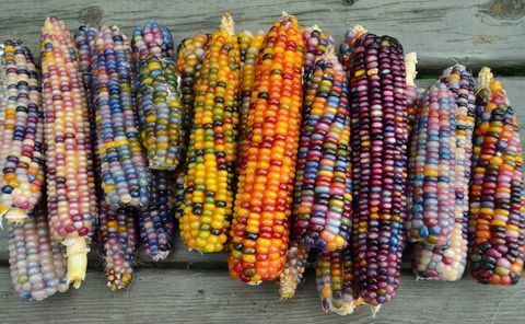 Sklo Gem Corn