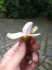 Musa Skutečně malý banánový strom