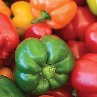 Sweet Pepper „Summer Salad Improved Mix“