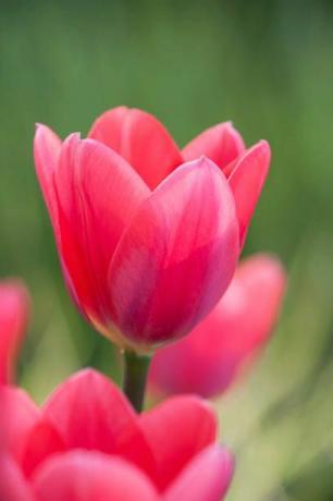 rhs zahrada, wisley, surrey zblízka tulipán tulipán kosmopolitní růžová, jaro, žárovka