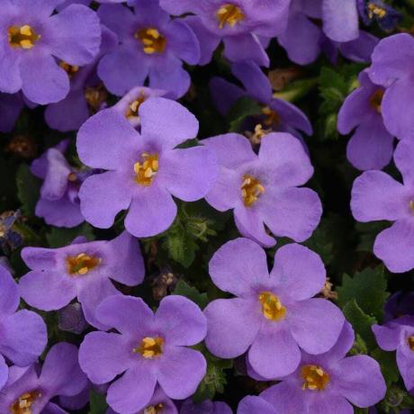 Bacopa Blue 9 cm v recyklovatelných květináčích x 3 rostliny