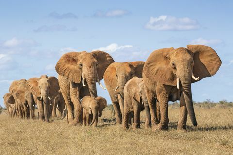 Keňa, okres Taita-Taveta, národní park Tsavo East, stádo slonů afrických (Loxodonta Africana) pohybující se v jediném souboru
