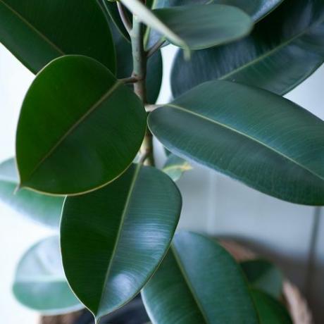 listy pokojových rostlin rostlin čistících vzduch