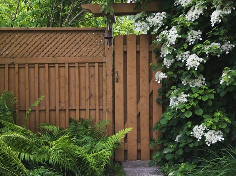 Dlážděná kamenná stezka vedoucí k dřevěné plotové bráně s kapradinami (Pteridophyta) vlevo a lezení bílých květů Hydrangea Petiolaris rostoucí na straně