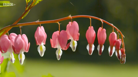 krvácející srdce rostlina roste v rachel de thames zahradní chelsea květina show 2020 bbc