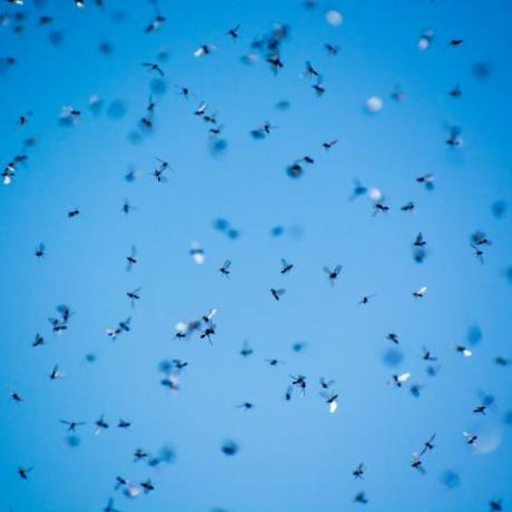 roj létajících mravenců v poli s modrou oblohou v pozadí
