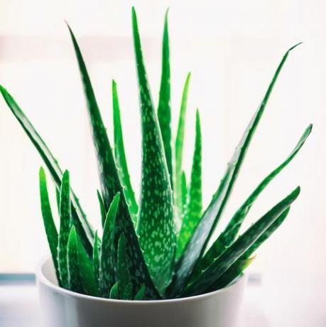 aloe vera rostlina v bílém květináči