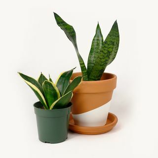 Had/Sansevieria