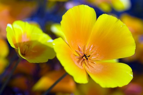 Kalifornský mák - žlutý a oranžový květ
