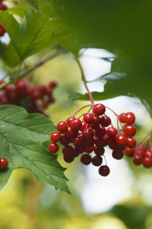 Guelder rose - evropský brusinkový keř