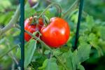 Aspirin brání v rostlinách rajčat