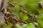 Evropská unie Zákaz používání pesticidů pěstujících včely ve venkovním prostředí