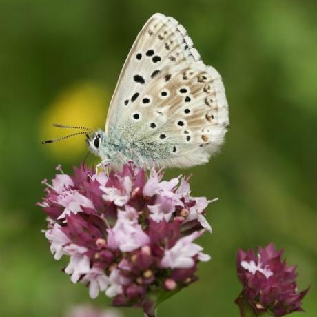 ohromující mužský křídový kopec modrý motýl polyommatus coridon nektarující na květině majoránky