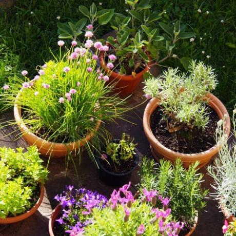 idylická jarní scéna v italské zahradě s květináči kvetoucích rostlin a kuchyňských bylinek francouzská levandule, sláma, pažitka, zvonky, rozmarýn, šalvěj