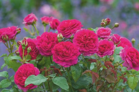David Austin Roses představí na RHS Chelsea Flower Show dvě nové odrůdy anglické růže