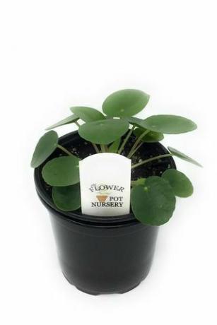 Pilea peperomioides, 4palcový hrnec