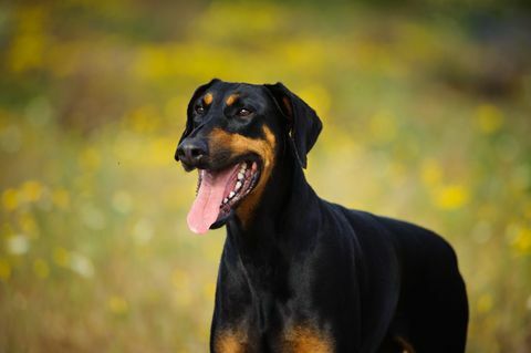 Doberman pes