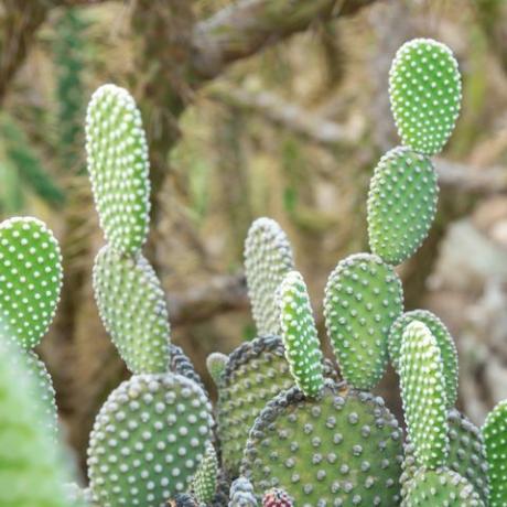 kaktus opuntia microdasys albida v kaktusové zahradě, nazývaný také andělská křídla, kaktus zajíčků, kaktus zajíček nebo puntíkovaný kaktus