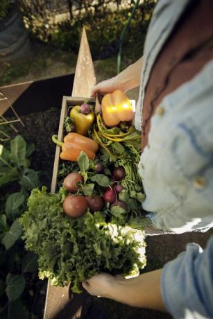 Pohled ženy, která nosí čerstvě sklizené zeleniny v bedně na ekologické farmě