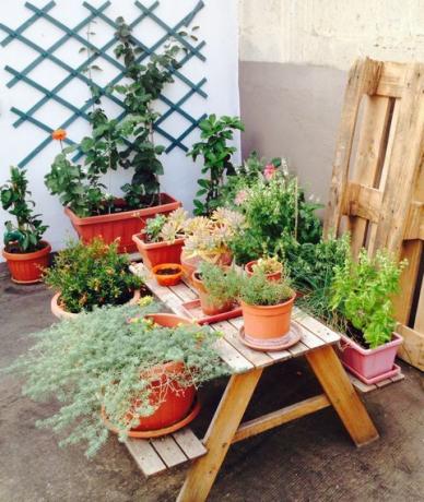 Hrnkové rostliny na dřevěný stůl
