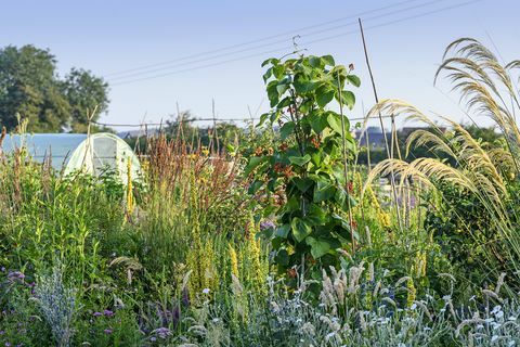 allotment garden v oxfordshire vyhrává ocenění bbc gardeners’ world magazine garden of the year 2021