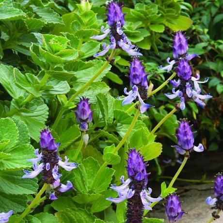 Coleus canina Scaredy Cat