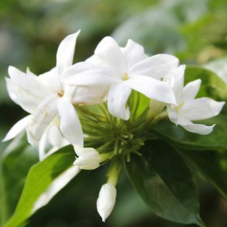 zahradní oáza, bílé trachelospermum jasminoides kvetoucí v zahradě, detail