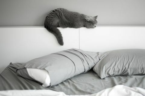 Britská krátká srst kočka podřimuje na postel postele