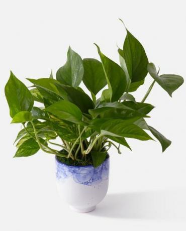 rostlina pothos